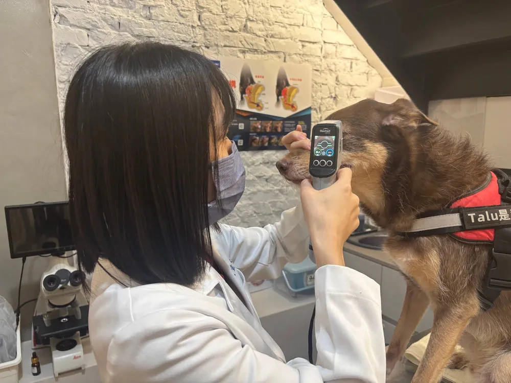 獸醫師為狗狗做檢查