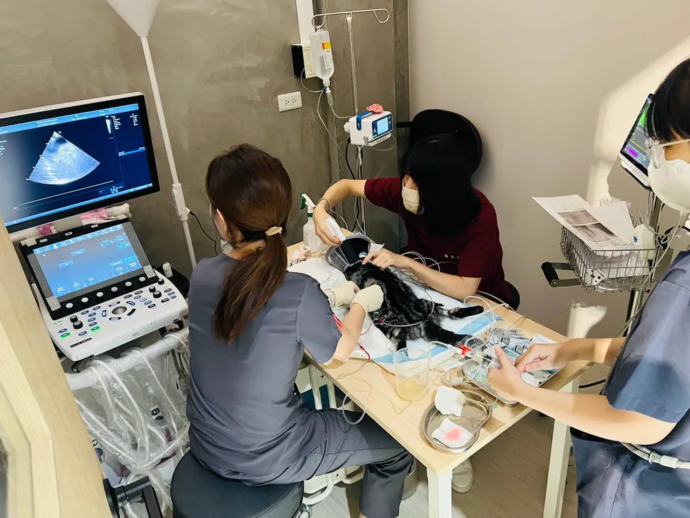 豆芽醫療團隊為犬貓進行超音波檢查